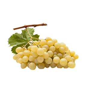 uva bianca semi italia